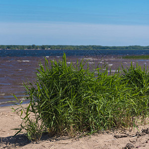 海湾沙滩上的芦苇丛背景图片