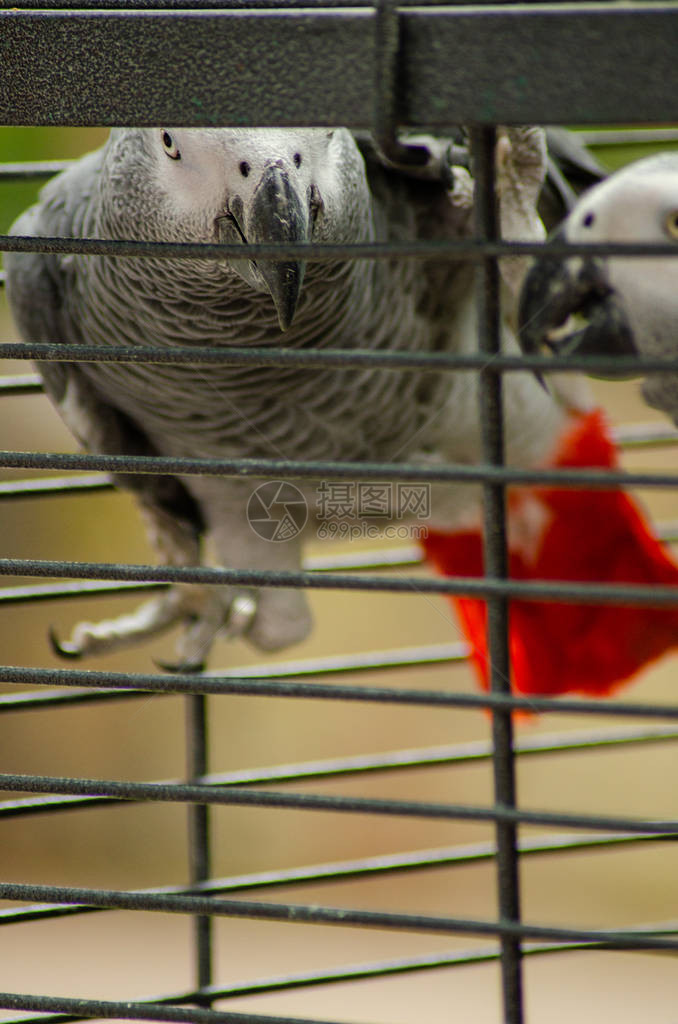 笼子里的硫冠凤头鹦鹉图片