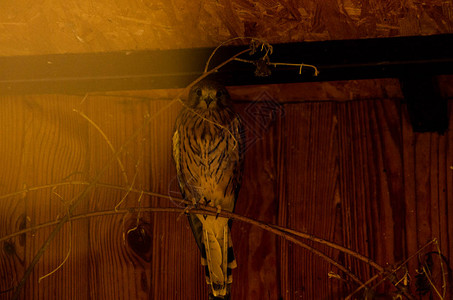 鹰在木笼上筑巢野生动物图片