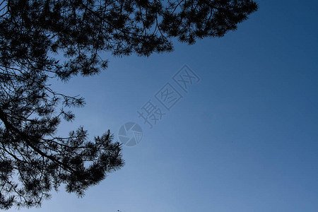 树木的阴影映衬着没有云的蓝天图片