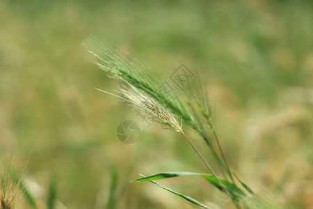 带小穗的野草在风中平稳摆动图片