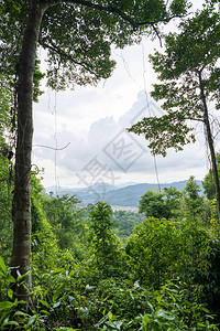 热带雨林中的山地风景在亚西雅泰图片