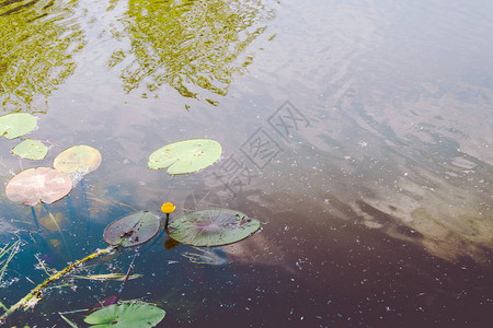 黄水百合和绿叶在水面上图片