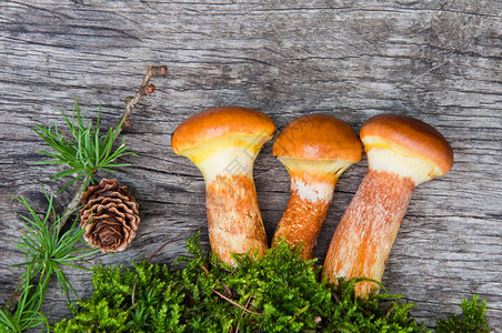 木质小板上的蘑菇Suilluseleg图片
