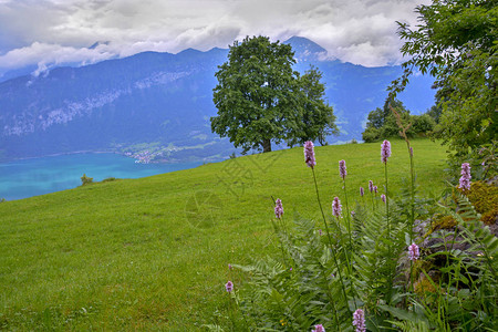 来自瑞士贝滕堡的图恩湖和瑞士阿尔卑斯山的多彩景象图片