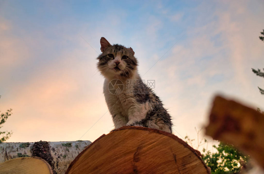 一只没有耳朵的猫坐在原木上猫的耳朵图片