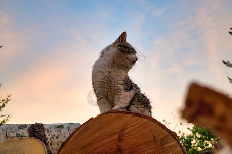 猫在日落时坐在原木上图片