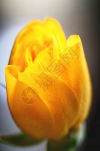 美丽的黄玫瑰花照着紧贴在美图片
