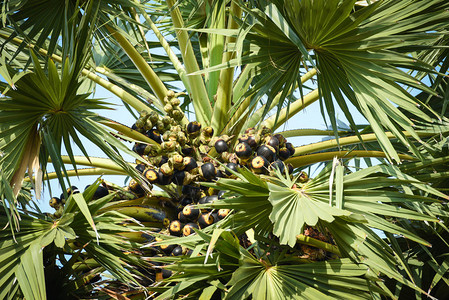 夏季在花园棕榈树上的图片