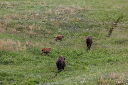 两只小野牛玩耍跑过草原的青草丛他们的守望母亲走着一图片