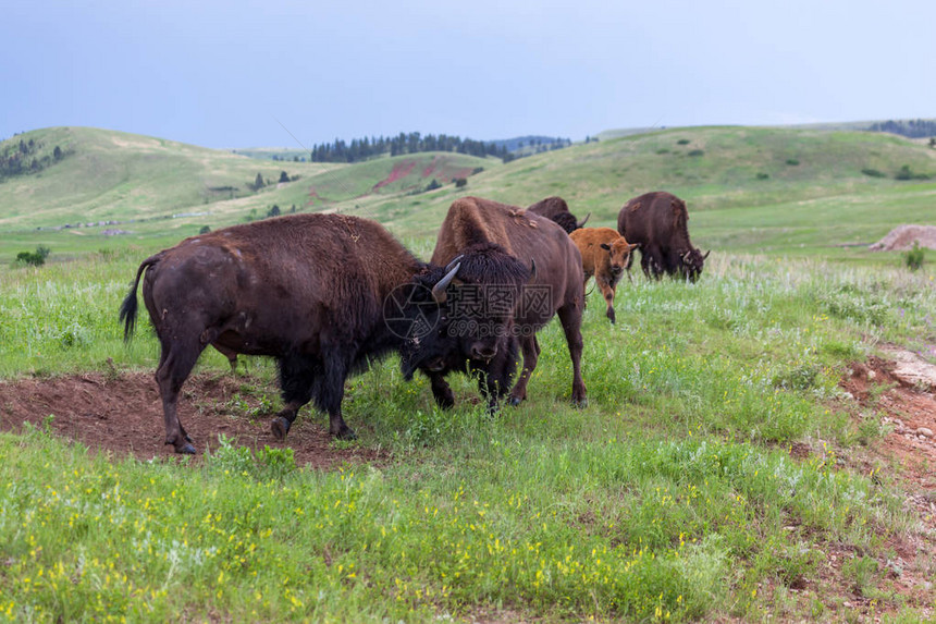 两只雄牛用他们的头和角与牧群成员在原始草地上做背景放牧时图片