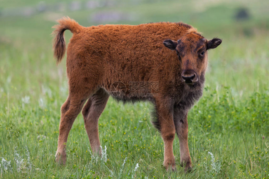一只可爱的小野牛或水牛好奇地看着南达科他州的卡斯特州图片