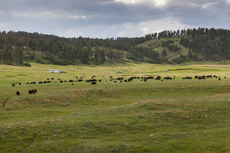 一大群野牛或水牛在春草上放牧图片
