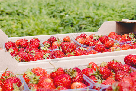 即成熟的红有机草莓图片