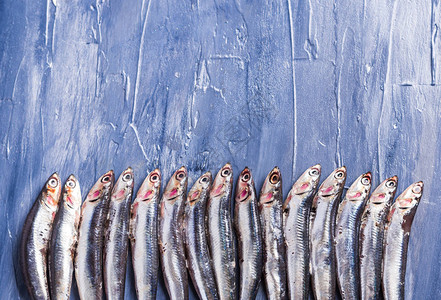鱼类形态蓝海影响背景上新鲜的鱼类特图片