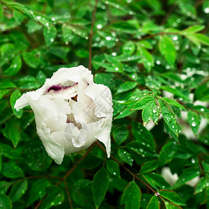 半开放的白色平原在雨滴图片