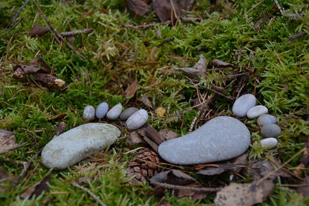 秋季落叶地上的石头足迹图片