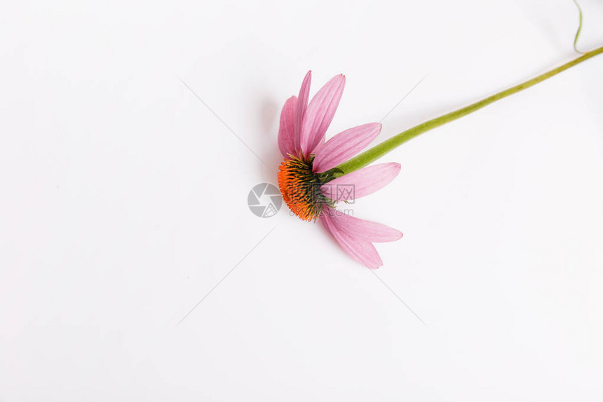 Echinacea药用草药背景平图片