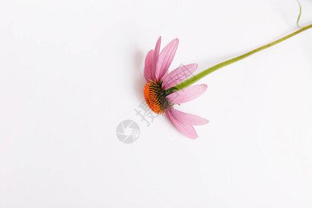 Echinacea药用草药背景平图片