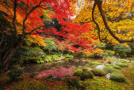 美丽的秋天多彩叶花园背景图片