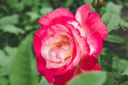 孤单的粉红色玫瑰与雨滴图片