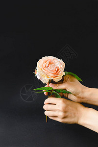 五颜六色的玫瑰在手黑背景图片