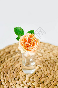 玻璃花瓶中的橙色玫瑰在白色背景的图片