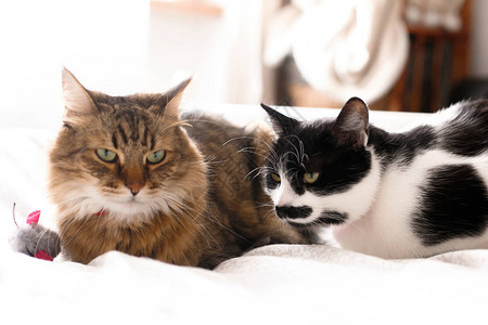 两只可爱的猫和玩具老鼠坐在白色床上图片