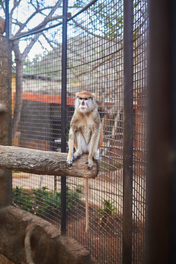 动物园里的笼中猴子图片