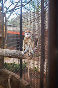 动物园里的笼中猴子图片