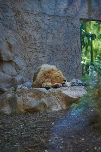 狮子在岩石上吃肉图片