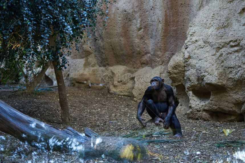 人工环境中的黑猩图片