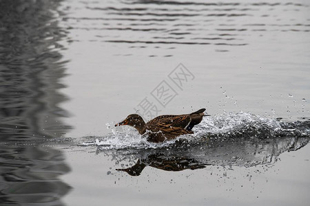 甜美的春天鸟在湖水中鸭子图片