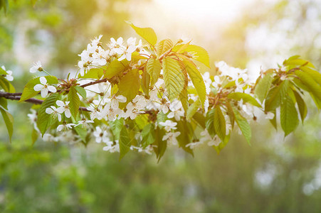 苹果树花特写春天开花卉背景图片