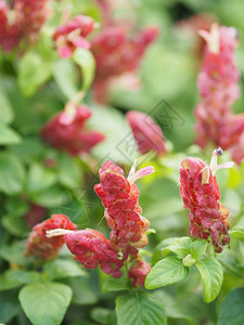 红色粉红色花名称巴拿马女王植物图片