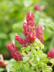 红色粉红色花名称巴拿马女王植物图片
