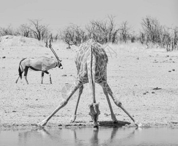 在纳米比亚草原的一个水洞里喝图片