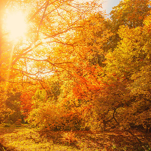 美丽的秋天地貌背景黄绿树太阳光束和森林之路在10月阳光明媚的日子里图片