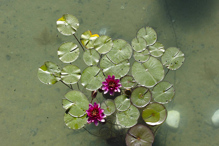 睡莲花美丽的粉红色莲花图片