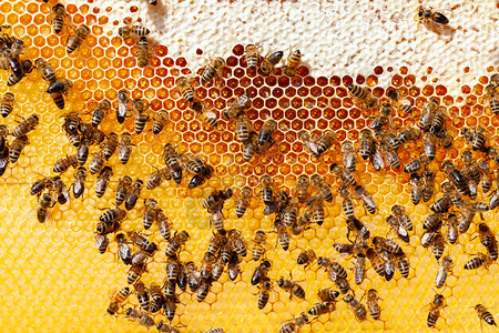 蜜蜂窝用蜂蜜和图片