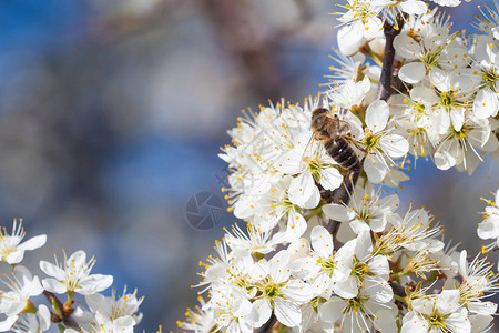 蜜蜂从花中采集花粉春天的自然蜜蜂从白图片