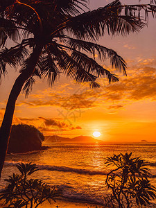 海边热带海滩的椰图片