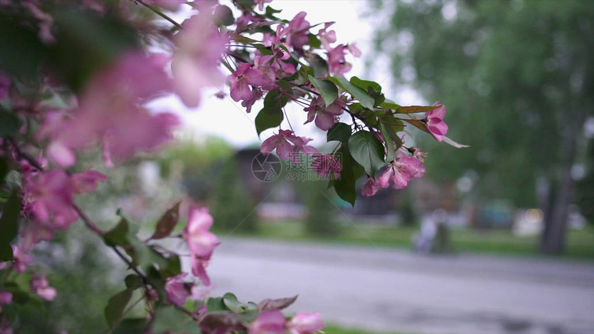 木屋背景上开着粉红色花朵的树枝影视素材春天在树上绽放美丽的粉红色花朵人们走在木房图片