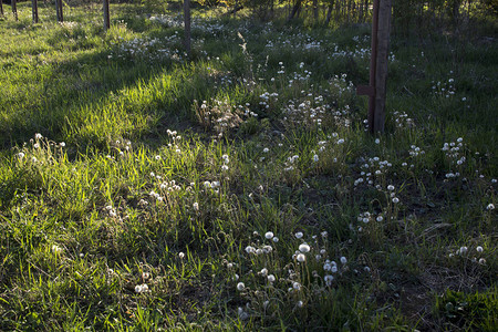 很多蒲公英茎与绿草背景上的白色种子球图片