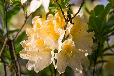 欧洲拉脱维亚大学Babite的实验Rhododendron育种苗圃图片