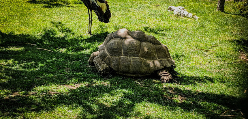 巨龟在绿草地上缓行走图片