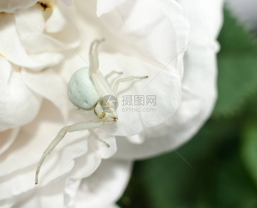 白色金螃蟹蜘蛛模仿玫瑰花瓣的颜色白蜘蛛在花朵图片