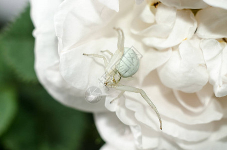 白色金螃蟹蜘蛛模仿玫瑰花瓣的颜色白蜘蛛在花朵图片