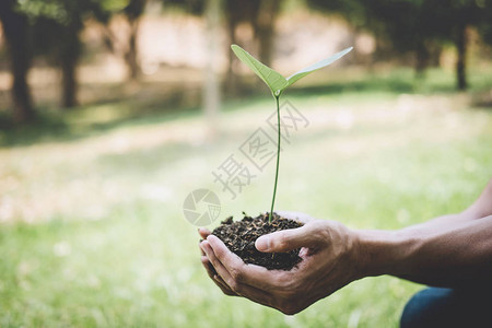 年轻人重新造林的手正在种植幼苗和树木图片