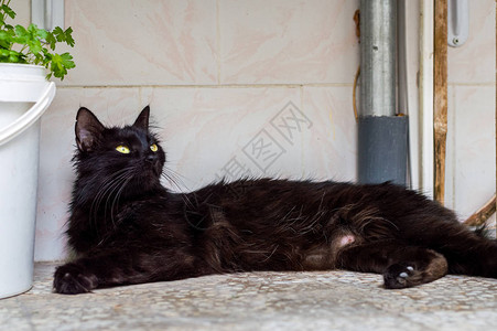 美丽的年轻黑猫绿眼睛心满意足地躺在图片